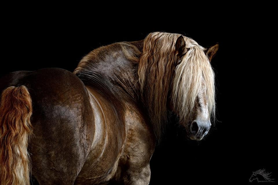 Soviet heavy horse - the breed of the largest heavy draft horses in Russia